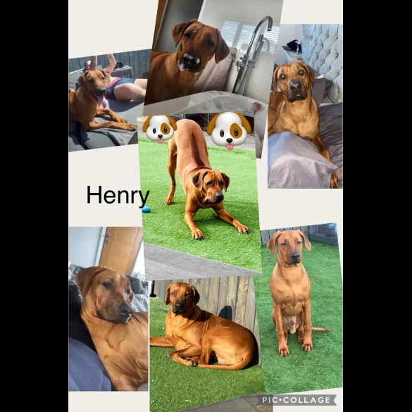 Rhodesian Ridgeback - Both