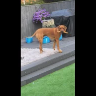 Rhodesian Ridgeback - Both