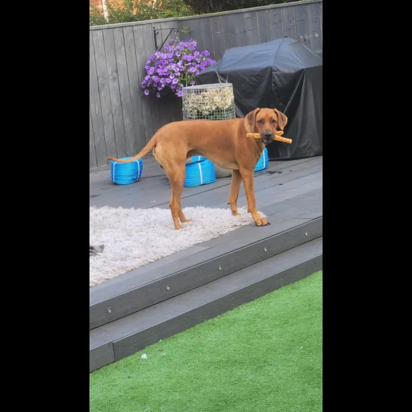 Rhodesian Ridgeback - Both