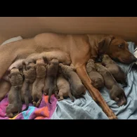 Rhodesian Ridgeback - Both