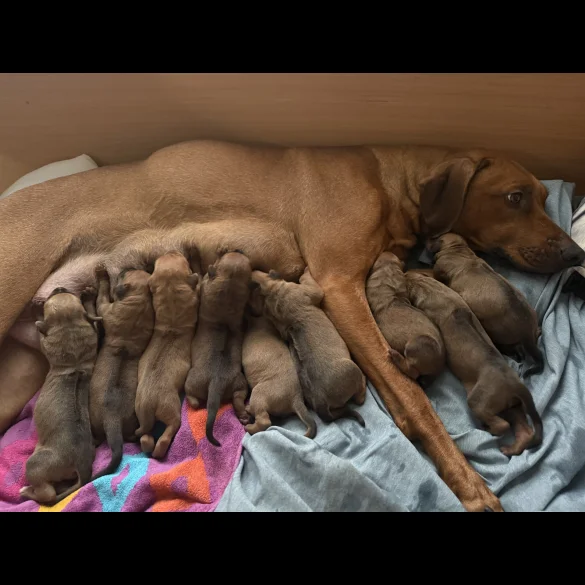 Rhodesian Ridgeback - Both