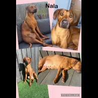Rhodesian Ridgeback - Both