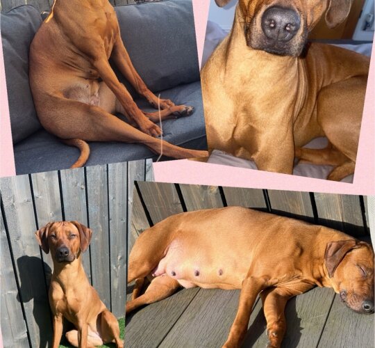Rhodesian Ridgeback