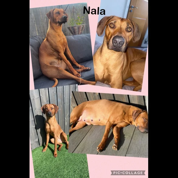 Rhodesian Ridgeback - Both