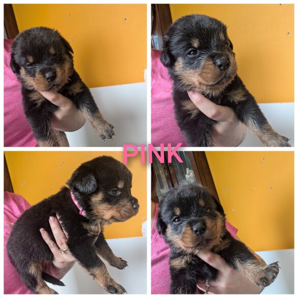 Rottweiler - Both