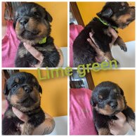 Rottweiler - Both
