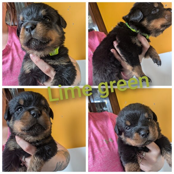 Rottweiler - Both