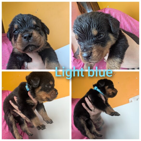 Rottweiler - Both
