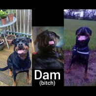 Rottweiler - Both