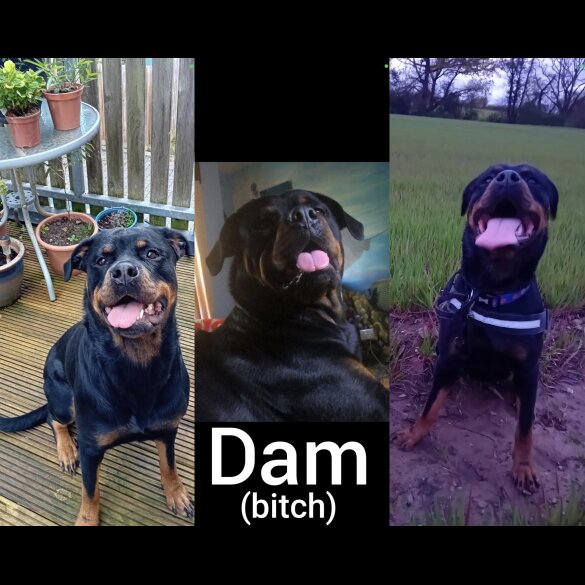 Rottweiler - Both