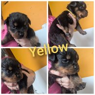 Rottweiler - Both