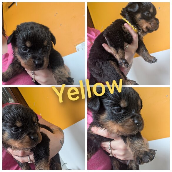 Rottweiler - Both