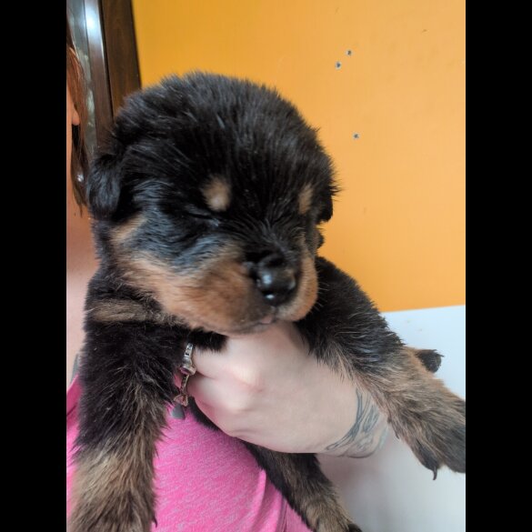 Rottweiler - Both