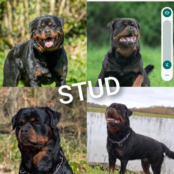 Rottweiler - Both