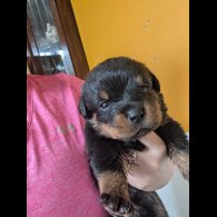 Rottweiler - Both