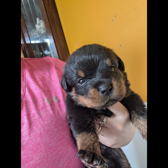 Rottweiler - Both