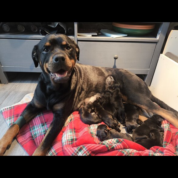 Rottweiler - Both