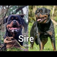Rottweiler - Both