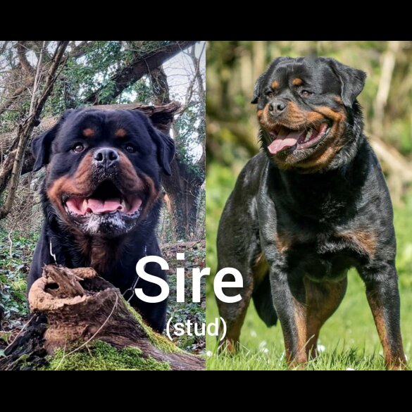 Rottweiler - Both