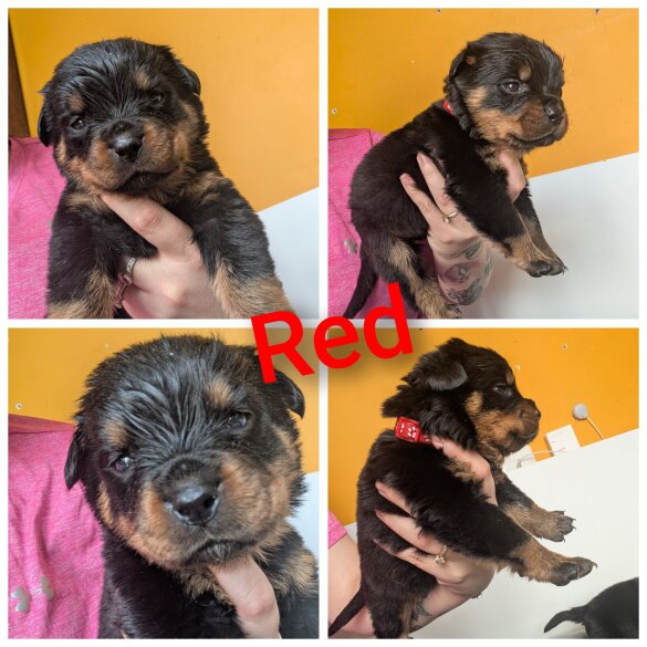 Rottweiler - Both