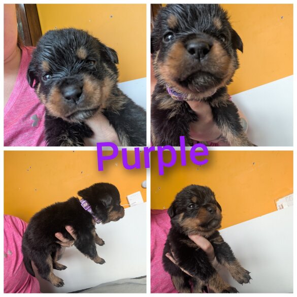 Rottweiler - Both