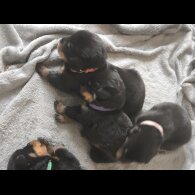 Rottweiler - Both