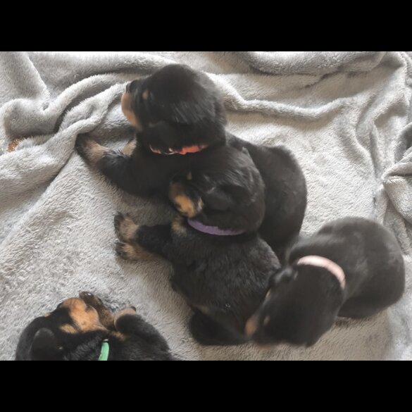 Rottweiler - Both