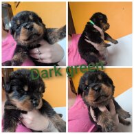 Rottweiler - Both