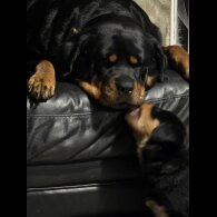 Rottweiler - Both
