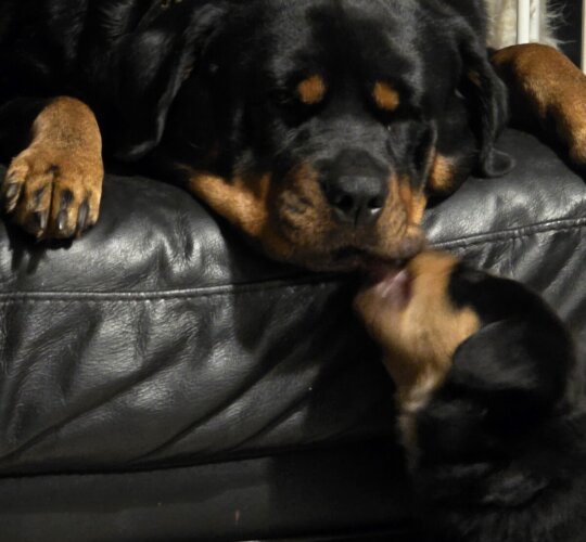 Rottweiler