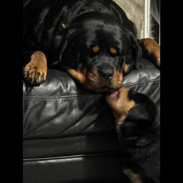 Rottweiler - Both
