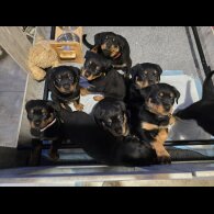 Rottweiler - Both