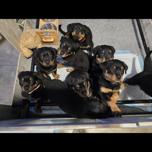 Rottweiler - Both