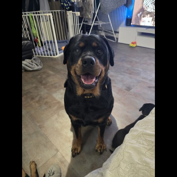 Rottweiler - Both