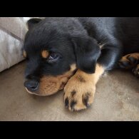 Rottweiler - Both