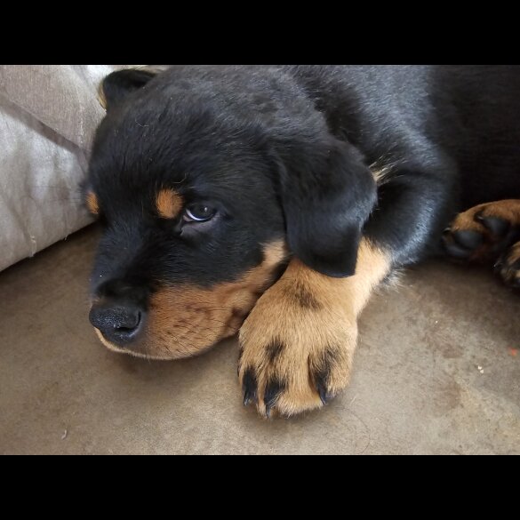 Rottweiler - Both