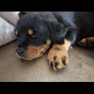 Rottweiler - Both
