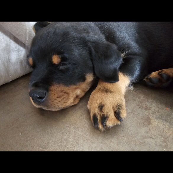 Rottweiler - Both