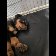 Rottweiler - Both