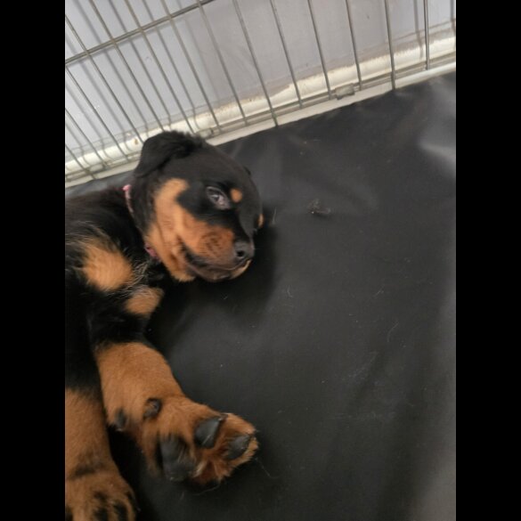 Rottweiler - Both