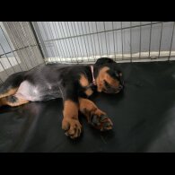 Rottweiler - Both
