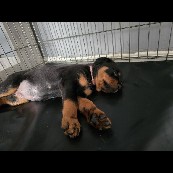 Rottweiler - Both