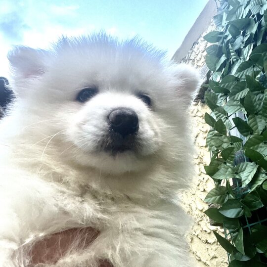 Samoyed - Dogs