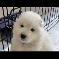 Samoyed - Both