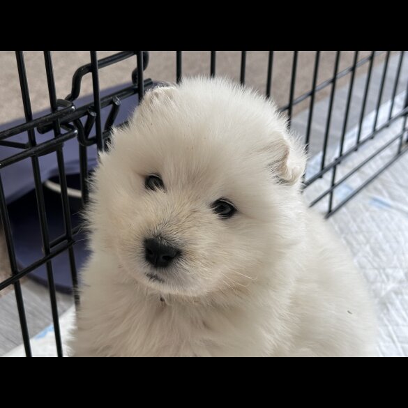 Samoyed - Both