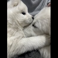 Samoyed - Both