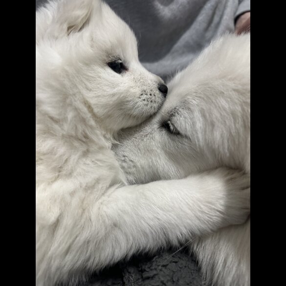 Samoyed - Both