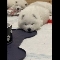 Samoyed - Both