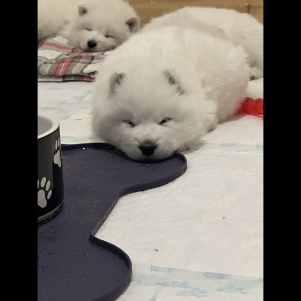 Samoyed - Both