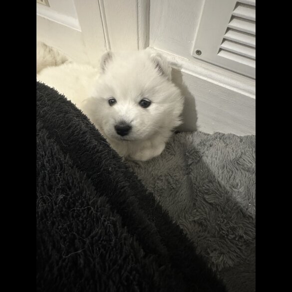 Samoyed - Both